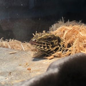 Meet your Posher, Calcaleigh